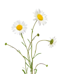 Fotobehang A bunch of Oxeye daisy flowers isolated cutout on transparent © Julia