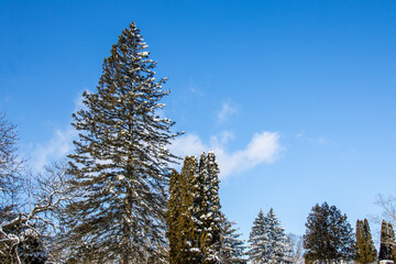 pine tree in winter