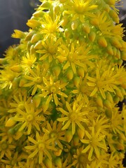 Flores naturales amarillas