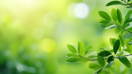 Fototapeta na wymiar nature of green leaf in garden at summer. natural blurred green nature background