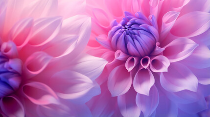 pink and purple dahlia petals macro floral abstract