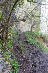 Walking in a forest park in a mountainous area during the onset of the spring-summer period.