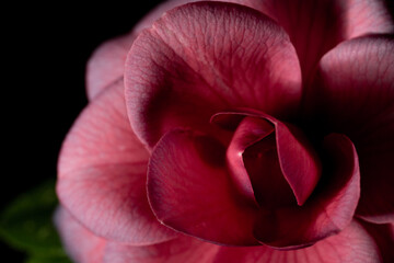 
Stunning blooming pink flower with highlights