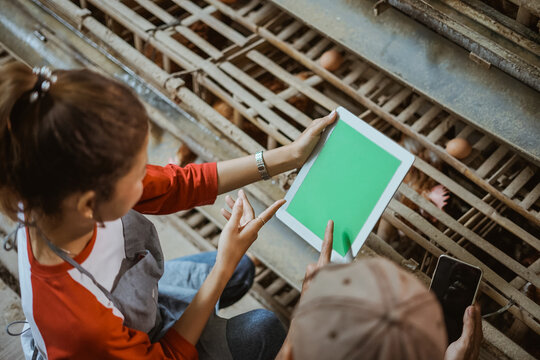 Asian women workers look at and point at tablet screens at a chicken farm