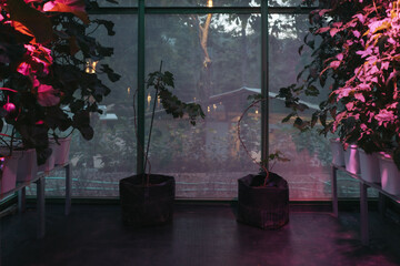 Melon fruit trees (Cucumis melo) planted on clean hydroponics pot method illuminated with purple...