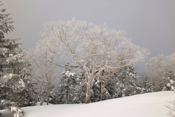 霧氷の樹木