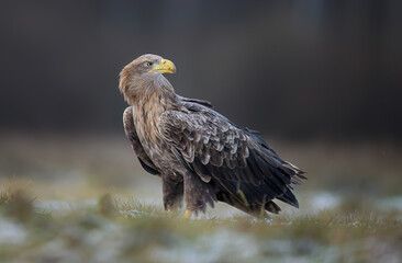 White tailed eagle ( Haliaeetus albicilla)