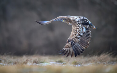 White tailed eagle ( Haliaeetus albicilla)