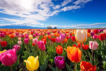 Fotobehang field of tulips in spring © Jacek