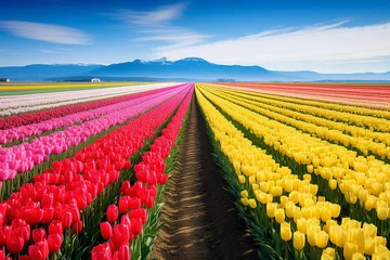 Foto op Canvas field of tulips in spring © Jacek
