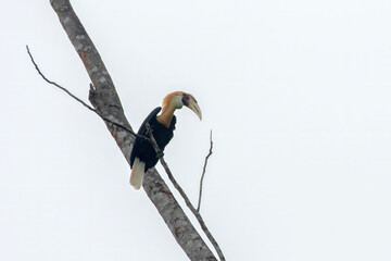 Blyth's hornbill (Rhyticeros plicatus), also known as the Papuan hornbill, observed in Waigeo in West Papua, Indonesia