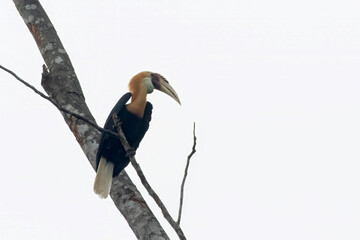 Blyth's hornbill (Rhyticeros plicatus), also known as the Papuan hornbill, observed in Waigeo in West Papua, Indonesia