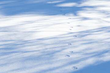 軽井沢の自然の中、真っ白な雪の上に残る動物の足跡