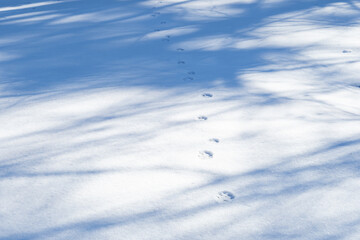 軽井沢の自然の中、真っ白な雪の上に残る動物の足跡