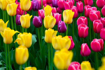 Beautiful tulips flower