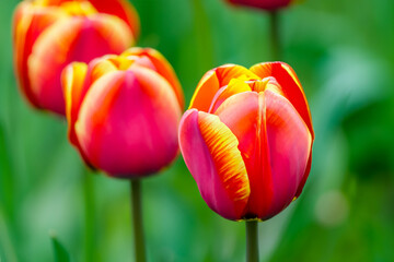 Beautiful tulips flower