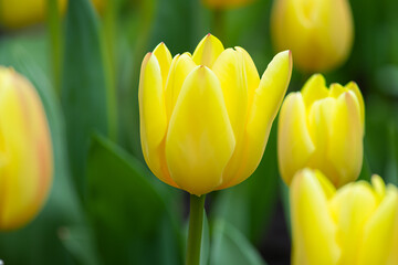 Naklejka premium Beautiful tulips flower