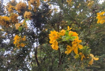 Senna spectabilis is a plant species of the legume family (Fabaceae) in the subfamily Caesalpinioideae native to South and Central America often grown as an ornamental in front yards, parks, gardens. 