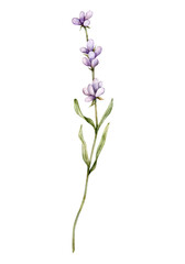 Fototapeta na wymiar Watercolor Lavender flower. Hand drawn botanical illustration of lavender branch for wedding invitation, logo, cards, packaging and labeling.