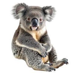 Koala isolated white background