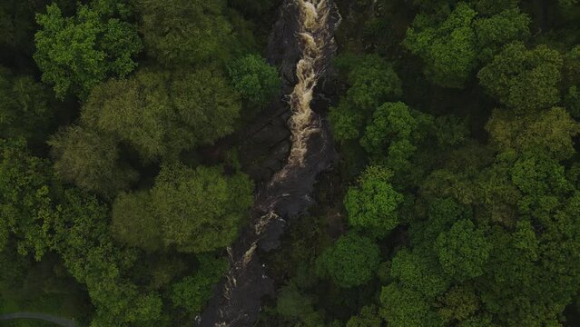 Rising birds' eye view drone shot of powerful Yorkshire river surrounded by trees in autumn.