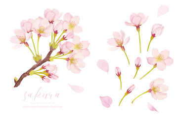 Naklejka na ściany i meble 水彩で描いた桜のイラスト
