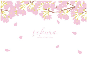 Obraz na płótnie Canvas シンプルな桜の背景