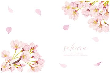 Obraz na płótnie Canvas 水彩で描いた桜のイラスト