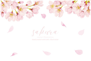 Fototapeta na wymiar 水彩で描いた桜のイラスト