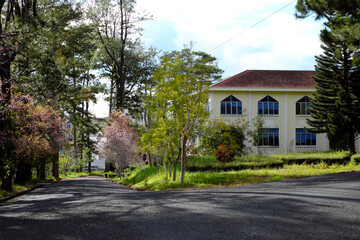Fototapeta na wymiar Campus of Dalat Univercity with ancient architecture, Mai Anh Dao flower or Sakura bloom in pink when spring