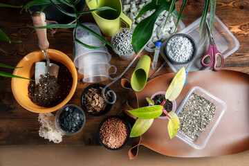 Philodendron Painted Lady, charcoal, clay pebbles, soil, coconut chips, anti-stress treatment, foam glass, perlite, pots, and plant repotting accessories. Home Gardening Concept. © Marina