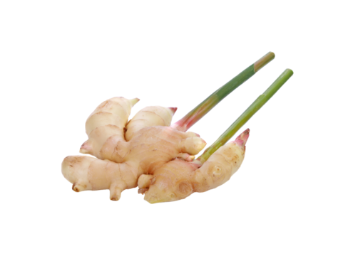 Greater galangal transparent png