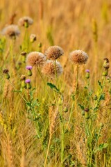 Beautiful blooming flower in garden 