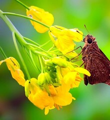 Beautiful blooming flower in garden 