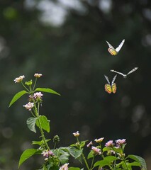 Beautiful blooming flower in garden 
