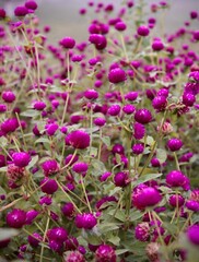 Beautiful blooming flower in garden 
