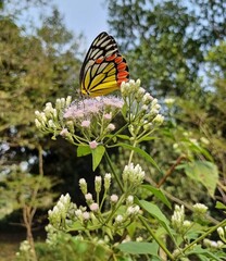 Beautiful blooming flower in garden 