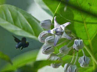 Beautiful blooming flower in garden 