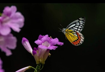 Beautiful blooming flower in garden 