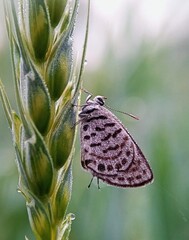 Beautiful blooming flower in garden 