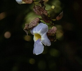 Beautiful blooming flower in garden 