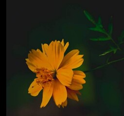 Beautiful blooming flower in garden 
