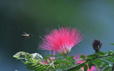 Beautiful blooming flower in garden 