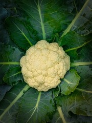 Beautiful blooming flower in garden 