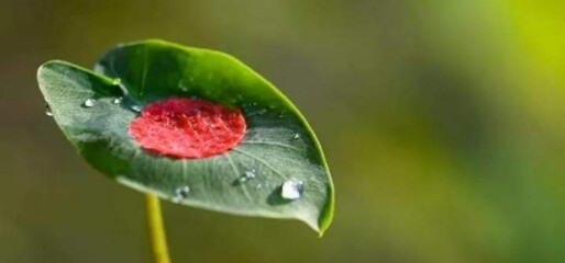 Beautiful blooming flower in garden 