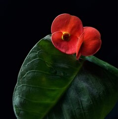 Beautiful blooming flower in garden 