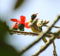 Beautiful blooming flower in garden 