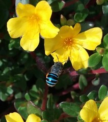 Beautiful blooming flower in garden 
