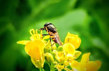 Beautiful blooming flower in garden 