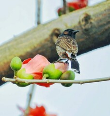 Beautiful blooming flower in garden 